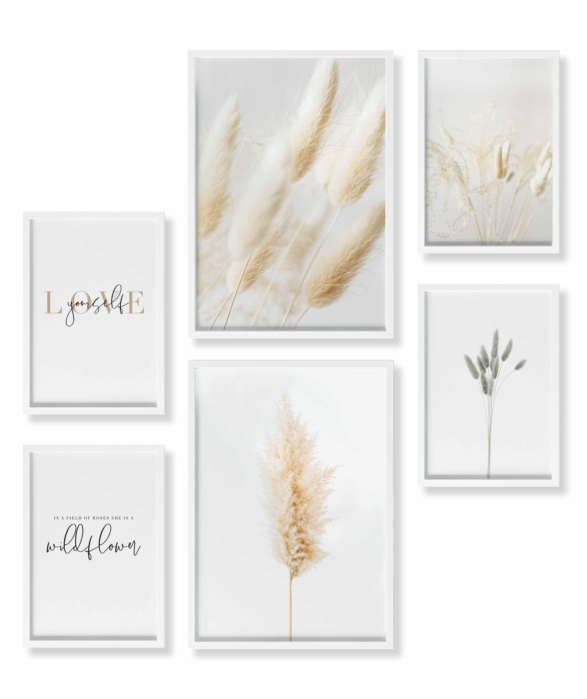 Pampas Gras