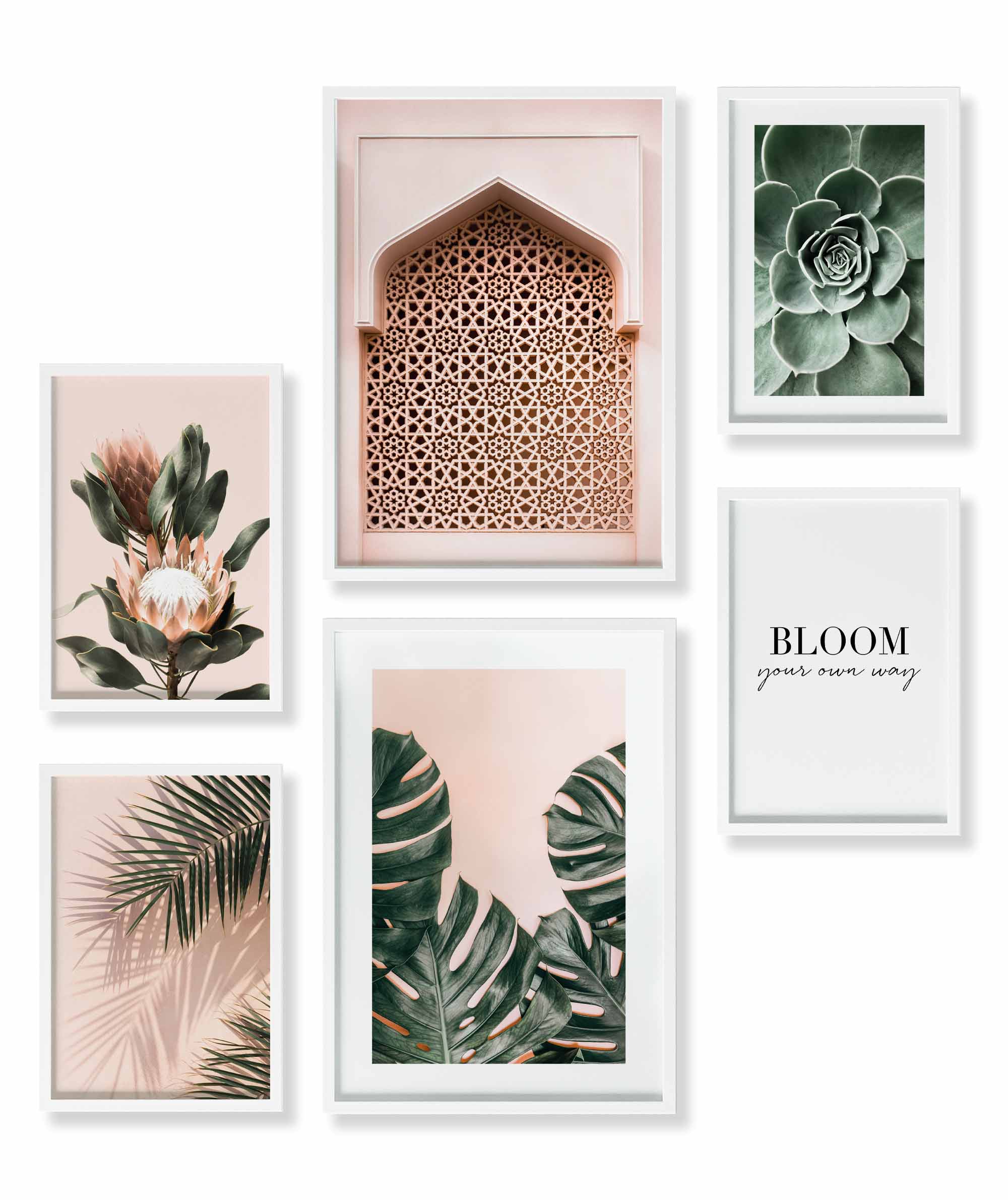 Pastell Monstera Pflanzen