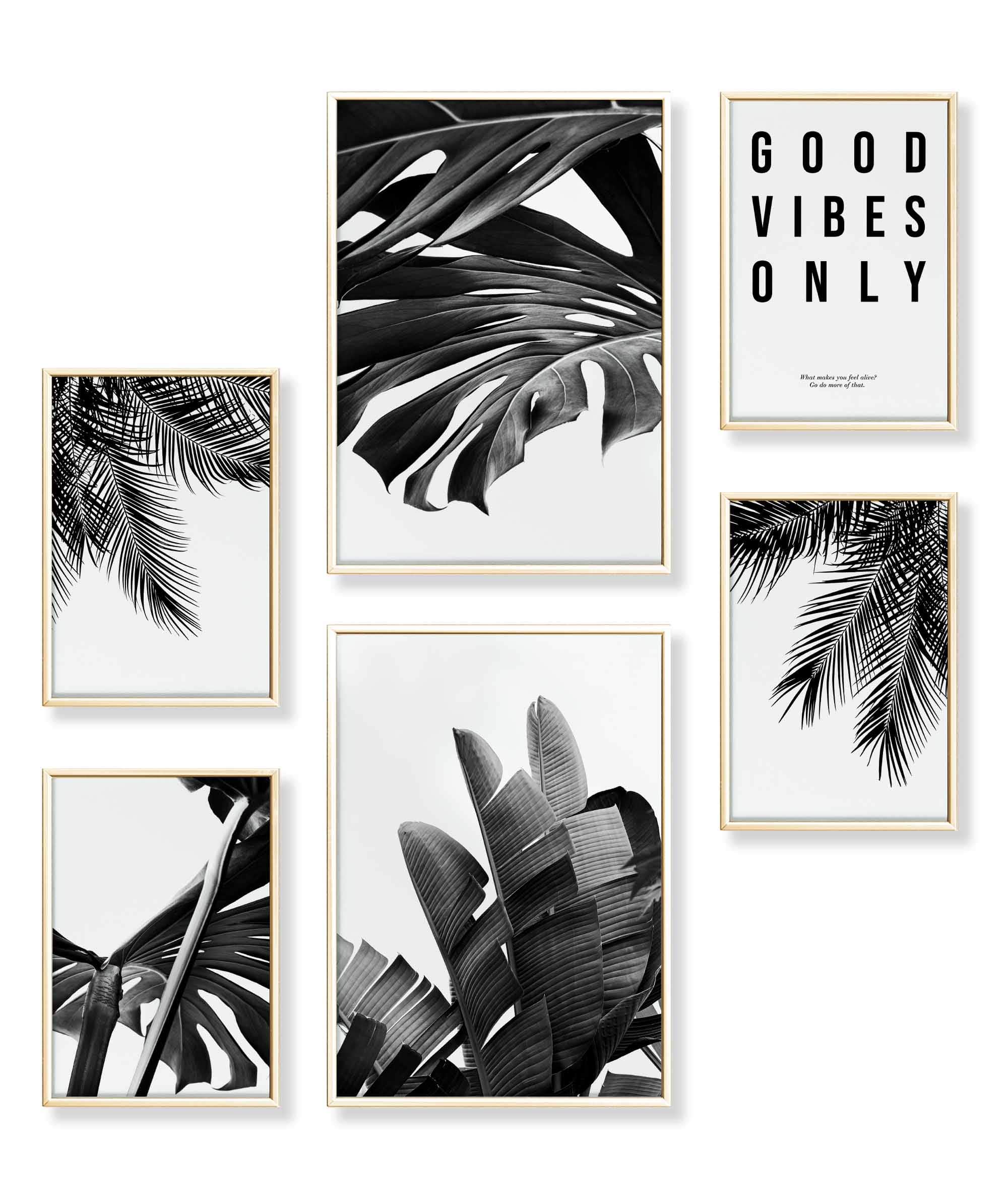 Monstera Schwarz-Weiss