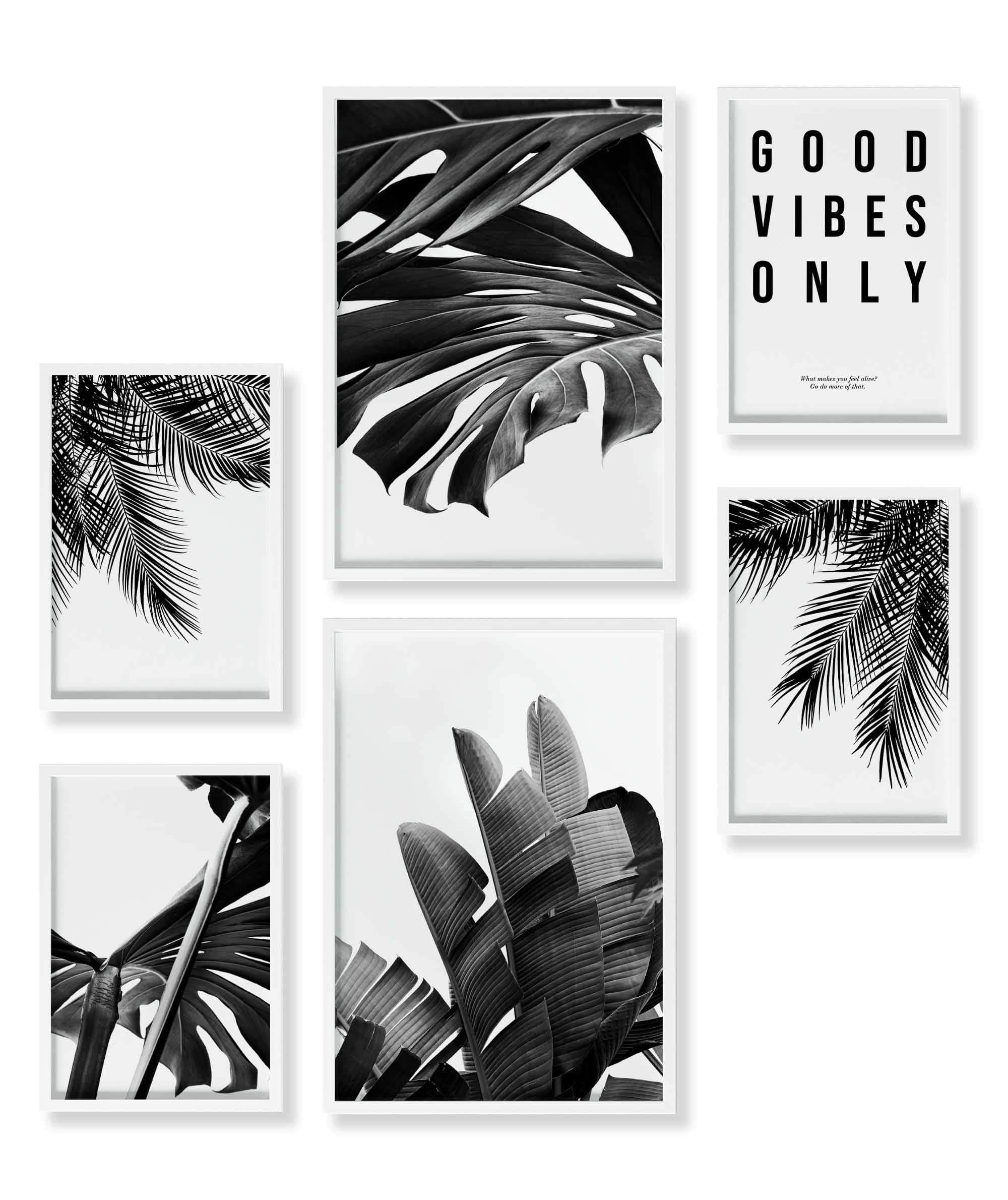 Monstera Schwarz-Weiss