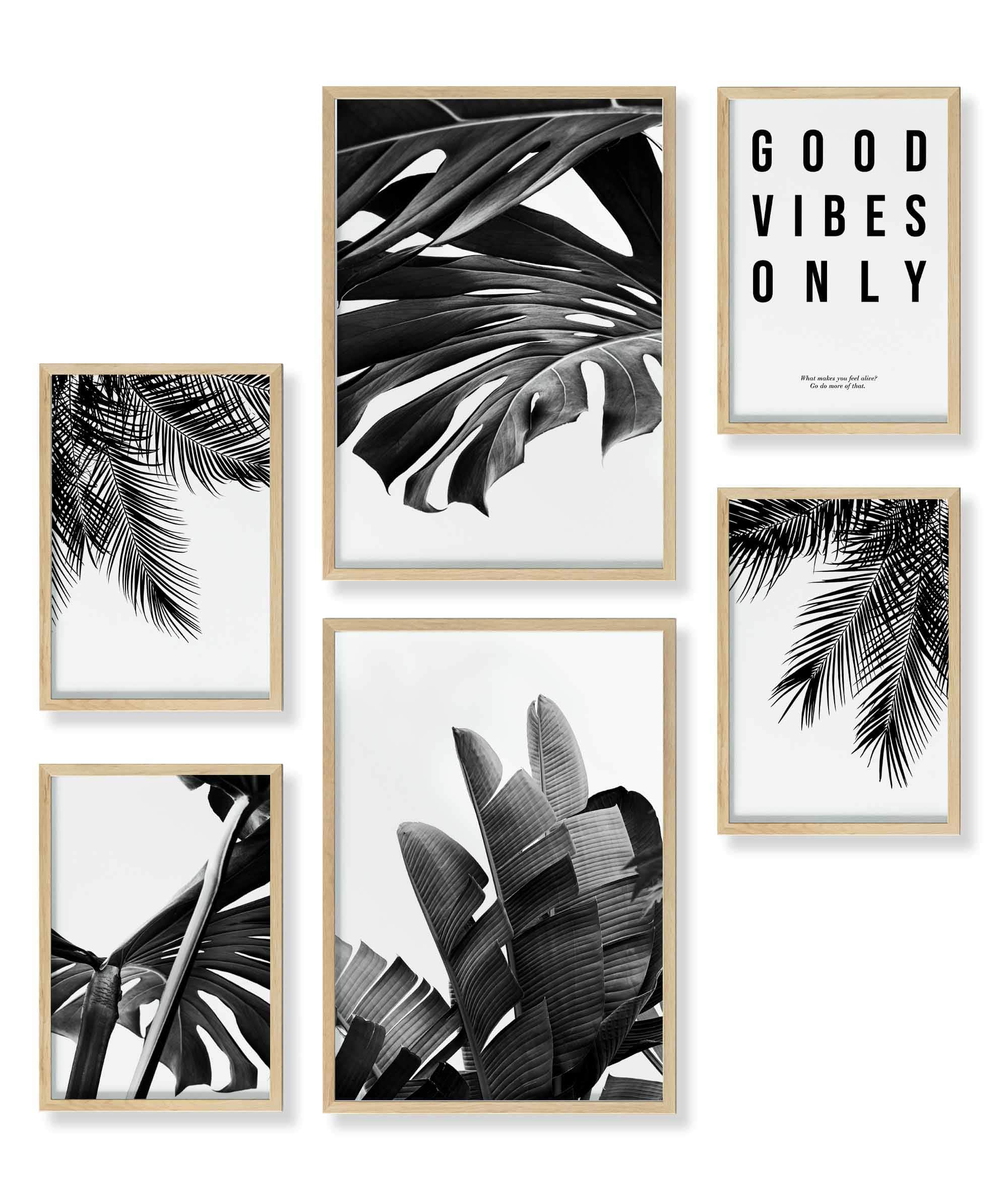 Monstera Schwarz-Weiss